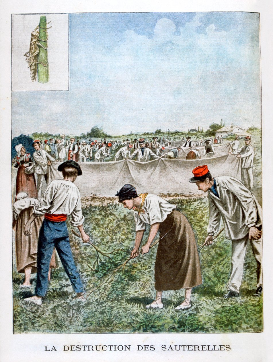 Destruerer græshoppen, 1901 af Unbekannt