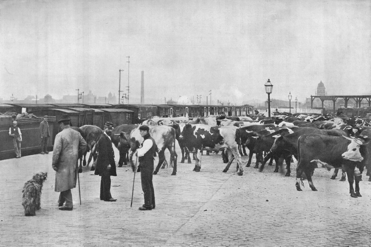 Aftræning af kvæg, LNWR-depot, York Road, London, c1903 1903 af Unbekannt