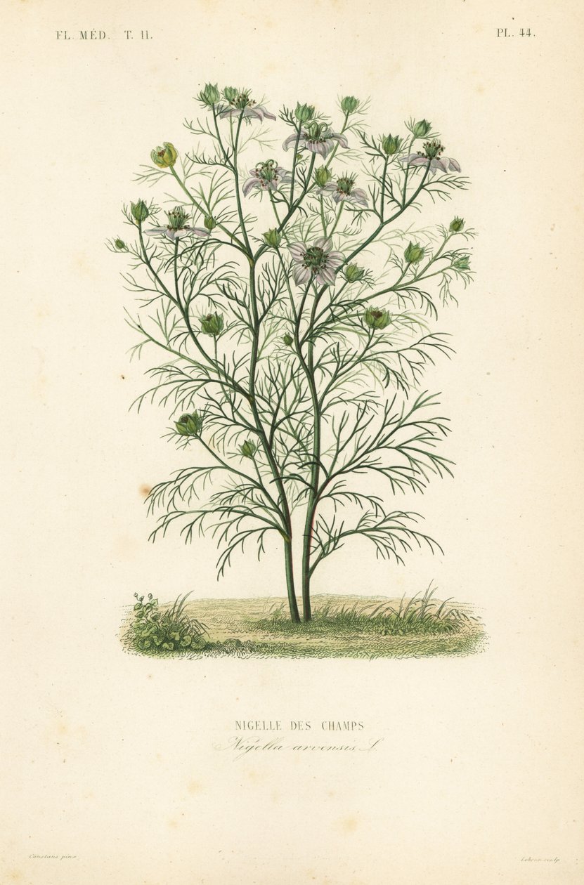 Djævelen-i-en-busken eller kærligheden-i-en-tåge, Nigella arvensis, Nigelle des champs af Unbekannt