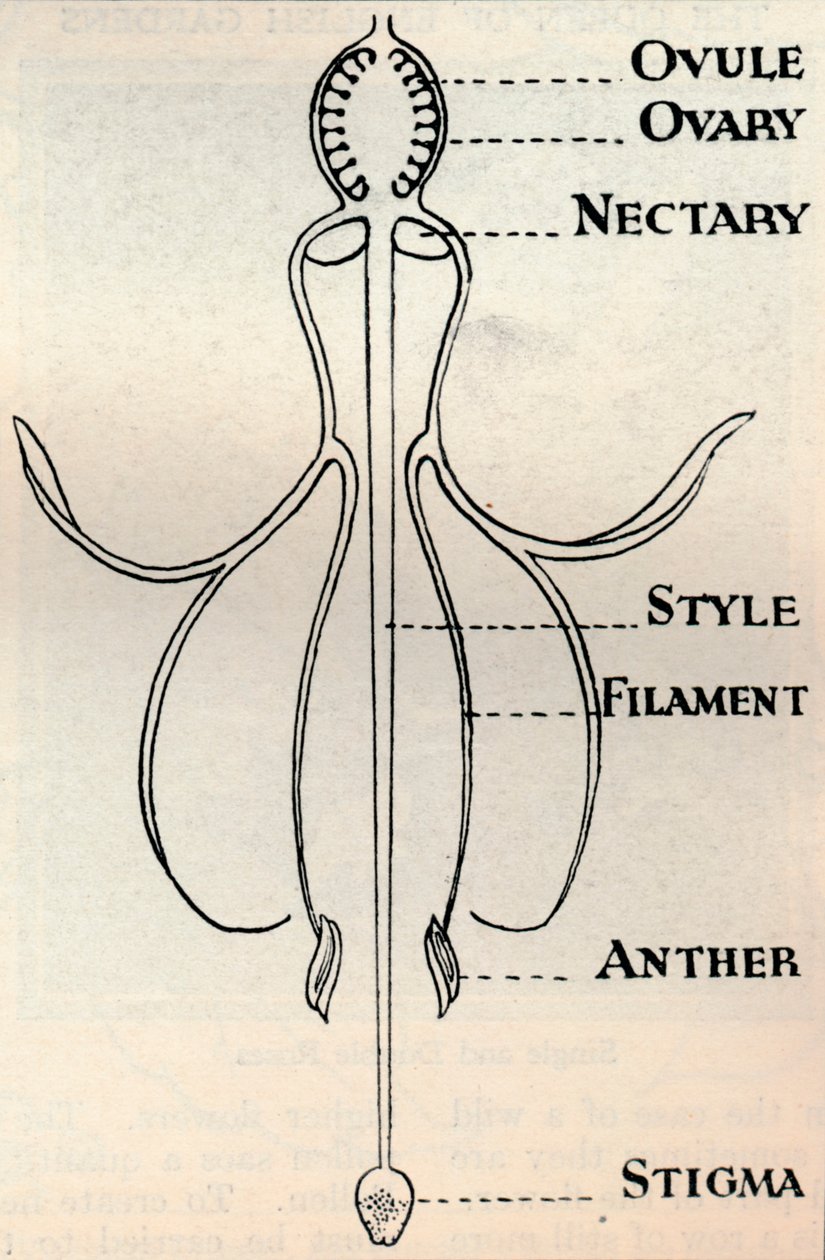 Diagram af en Fuchsia-blomst, der viser den mekanisme, der bruges til at producere frø, c1934 af Unbekannt