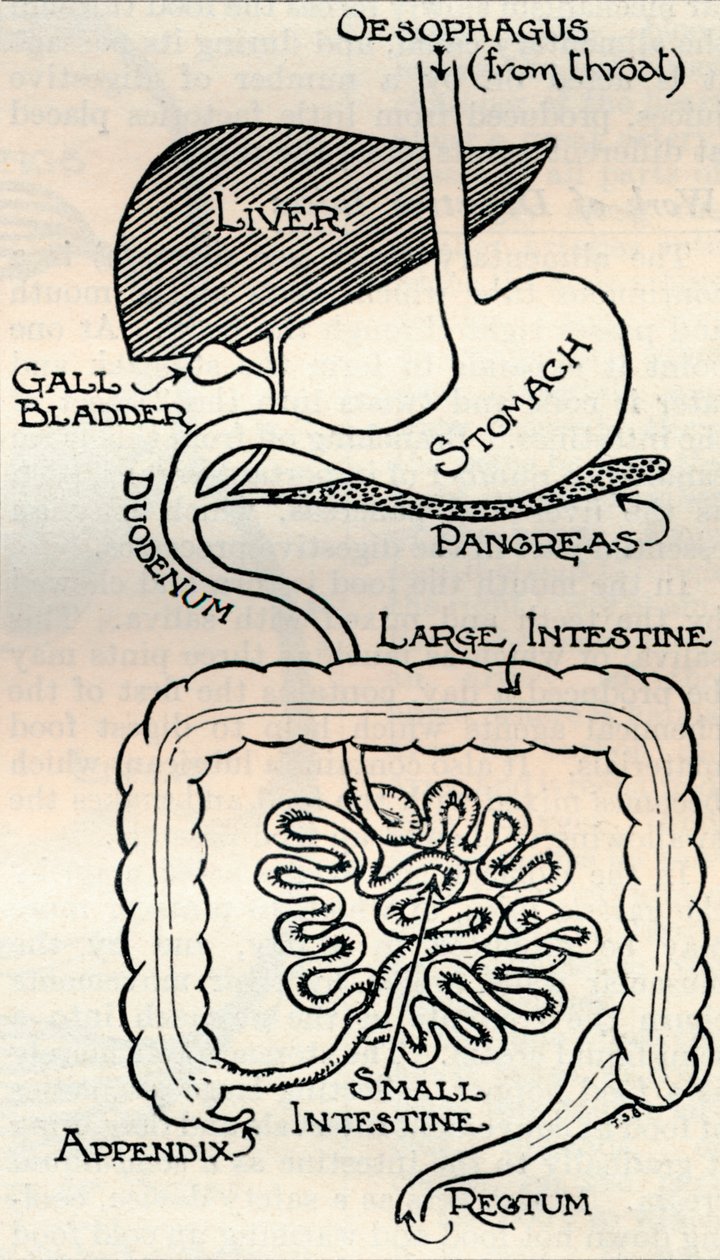 Diagram, der viser fordøjelseskanalen, som går lige gennem kroppen, c1934 af Unbekannt