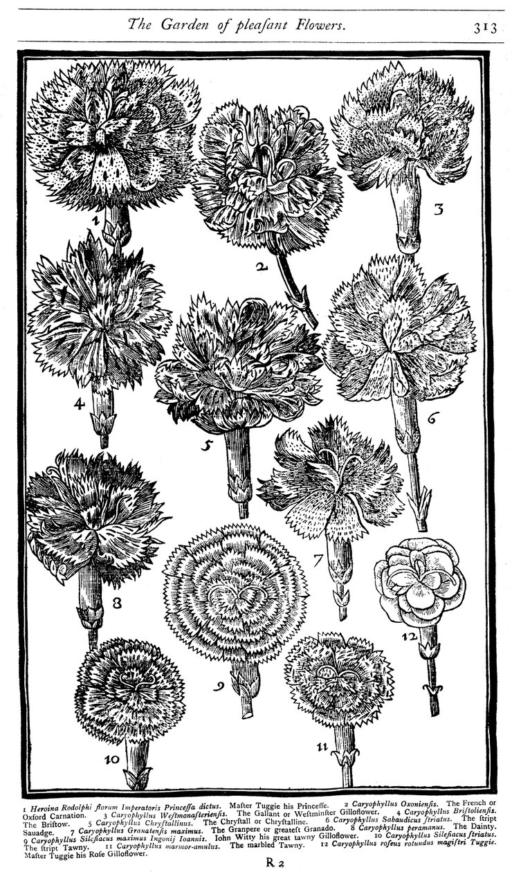 Dianthus nelliker og pink, 1629 af Unbekannt