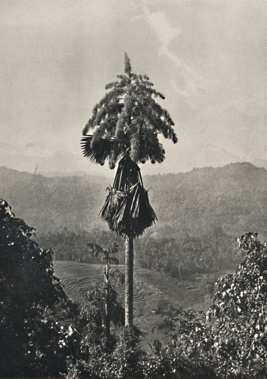 Talipot Palm Corypha umbraculifera i blomst, 1926 af Unbekannt