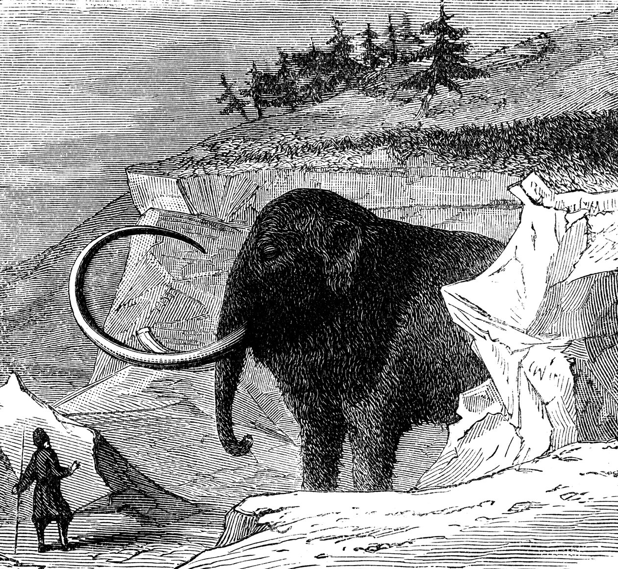 Opdagelse af en ulden mammut, 1779 c1870 af Unbekannt