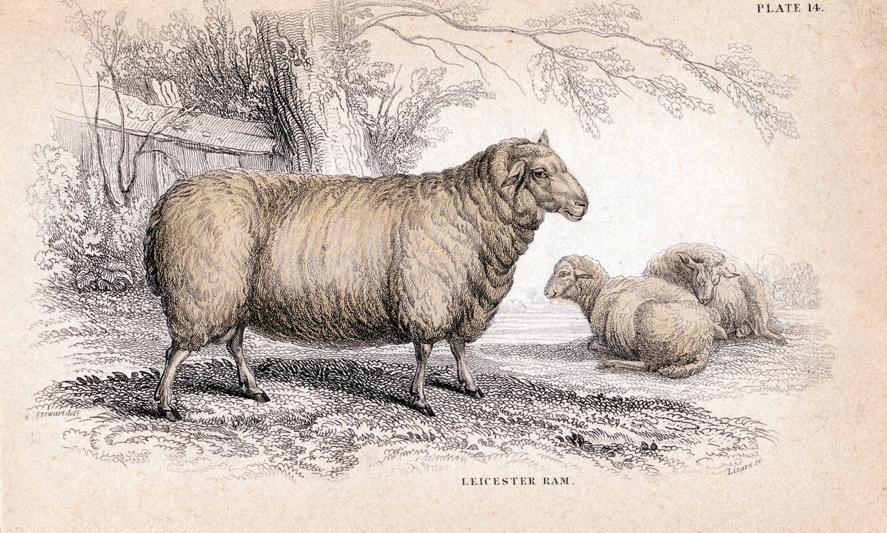 Dishley New Leicester Ram, c1840 af Unbekannt