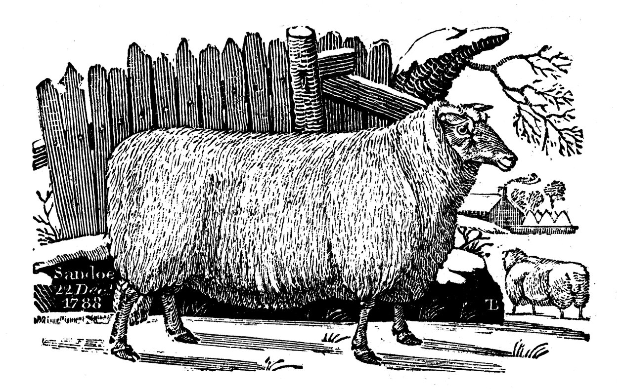 Dishley New Leicester får, 1811 af Unbekannt
