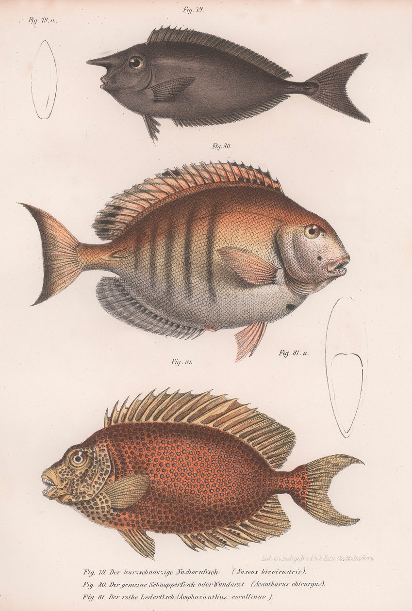Doctorfish tang, Almindelig snapper, Kortsnuted enhjørningfisk af Unbekannt