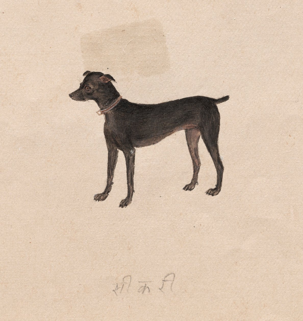 Hund, 1800-tallet. af Unbekannt