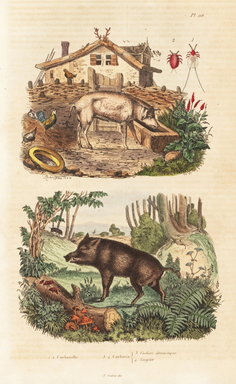 Tamgris, Sus scrofa domesticus 3, vildsvin, Sus scrofa 4 og cochenillebille, Dactylopius coccus 1,2 af Unbekannt