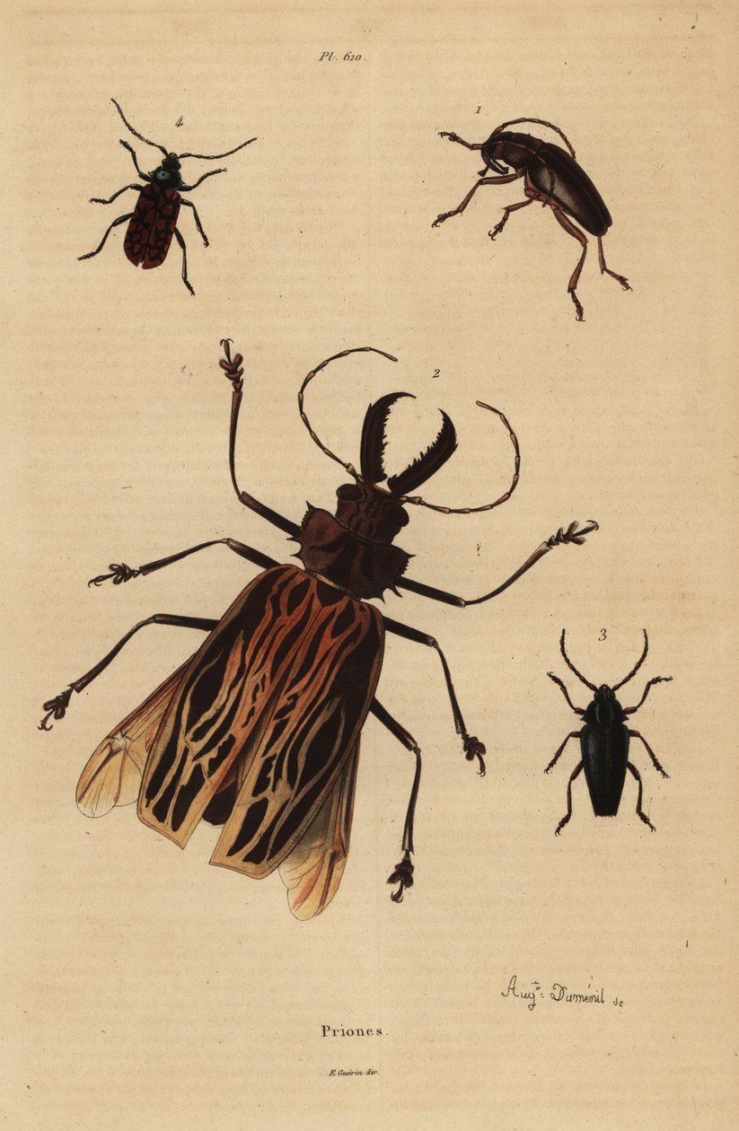 Dorysthenes paradoxus 1, Macrodontia cervicornis, sårbar 2, Elateropsis lineatus 3 og Prionus versicolor 4 af Unbekannt