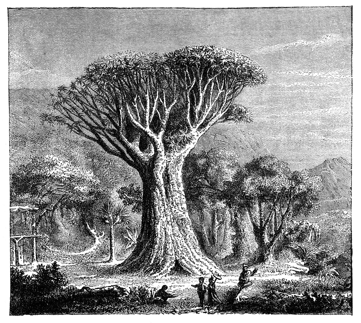 Dracona of Icod, Tenerife, Spanien, omkring 1900-tallet af Unbekannt