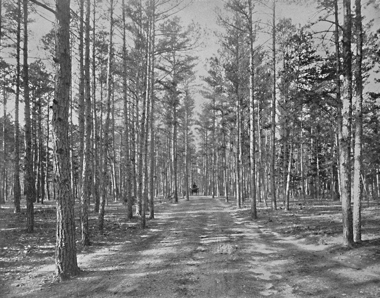 Kør i Piney Woods Park, Lakewood, New Jersey, c1897. af Unbekannt