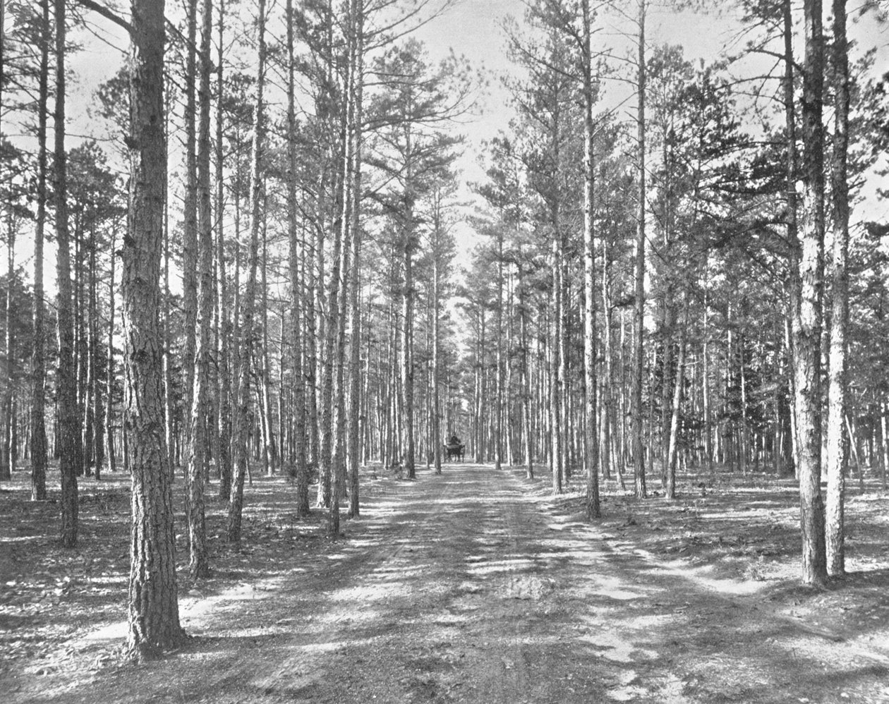 Kør i Piney Woods Park, Lakewood, New Jersey, USA, c1900. af Unbekannt