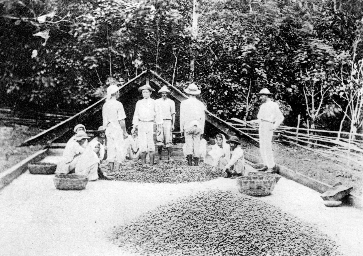 Tørring af kakao, Trinidad, ca. 1900-tallet af Unbekannt
