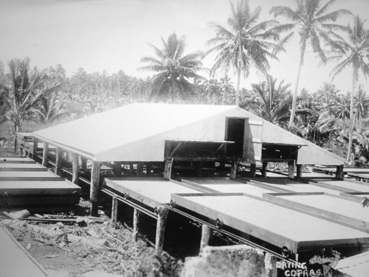 Tørring af kopra, Salomonøen, Fiji, 1905 af Unbekannt