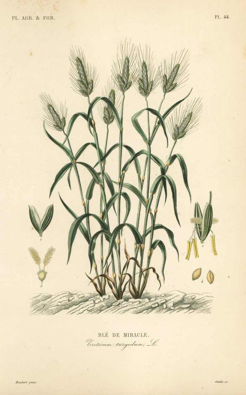 hård hvede, pasta hvede eller maraconi hvede, Triticum turgidum, Ble de miracle af Unbekannt