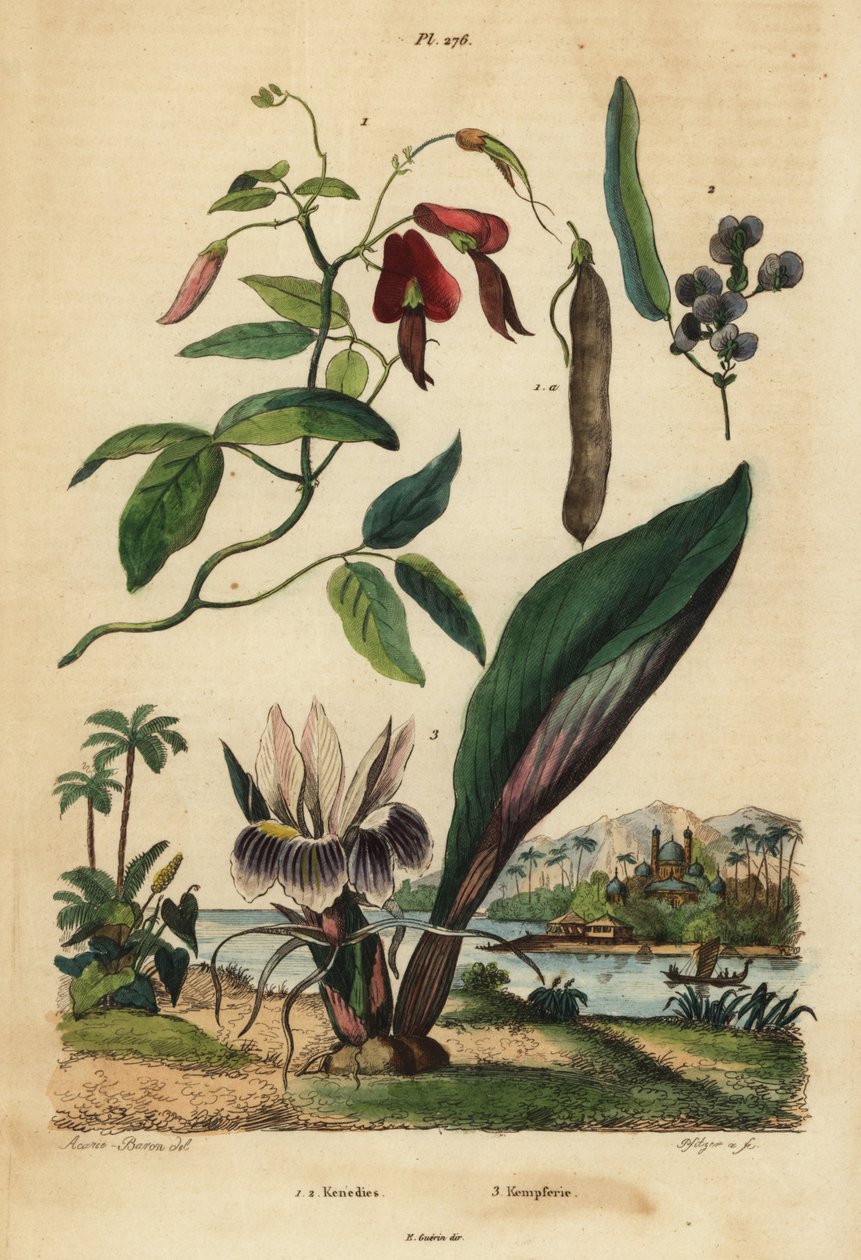 Dusky koralært, Kennedia rubicunda 1, falsk sarsaparilla, Hardenbergia violacea 2 og blackhorm af Unbekannt