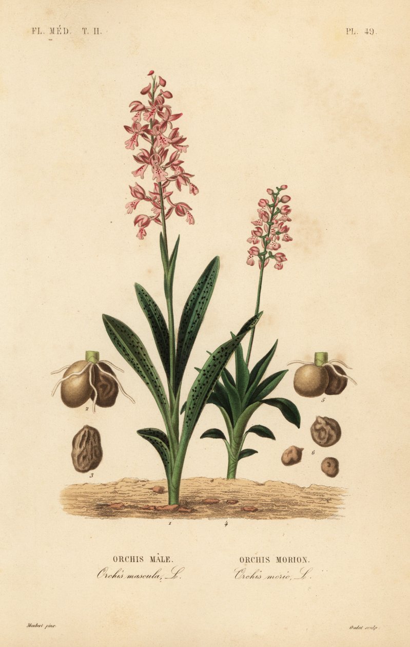 Tidlig lilla orkidé, hanorkide, hanorkidé og grønvinget orkidé, Anacamptis morio, Orchis morion af Unbekannt