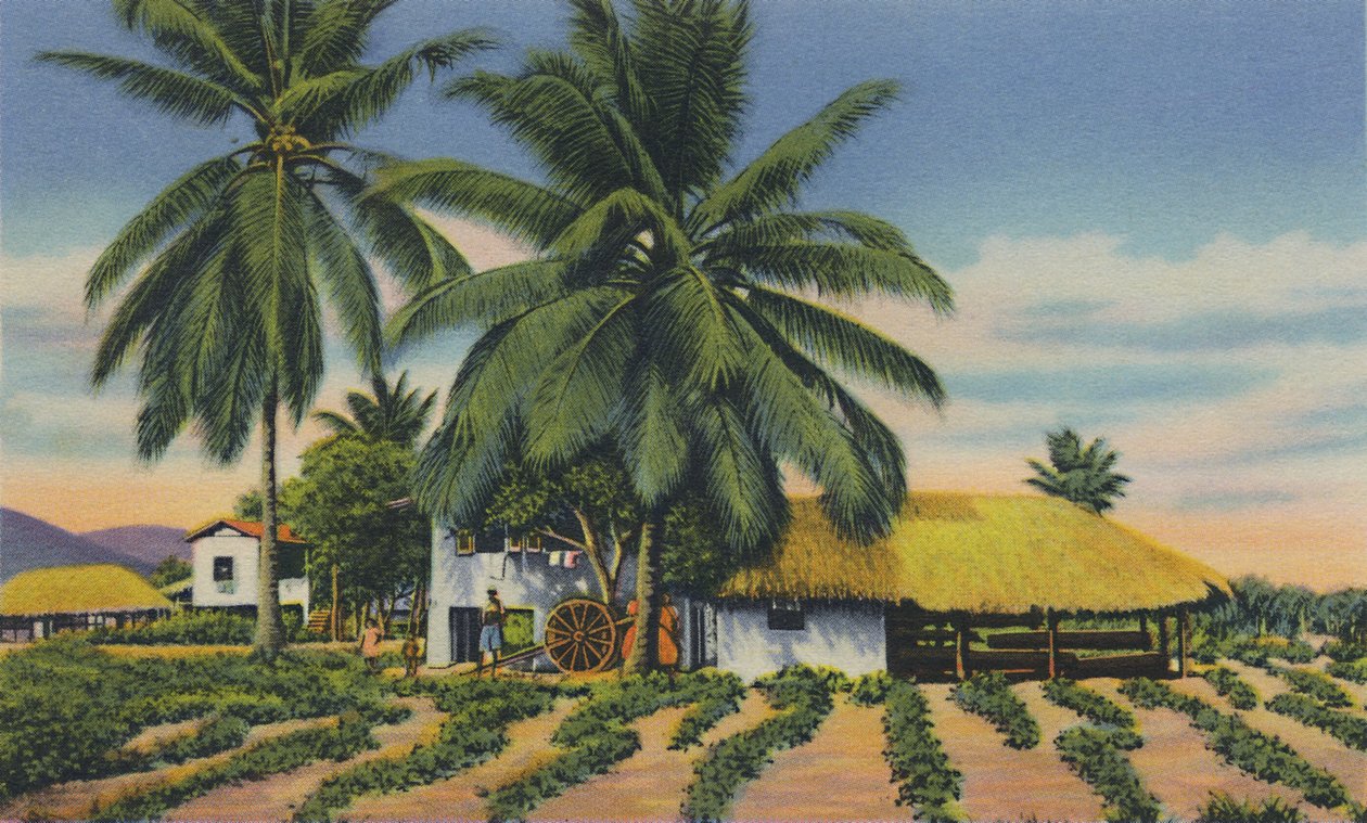 East Indian Huts, Trinidad, B.W.I., c1940
