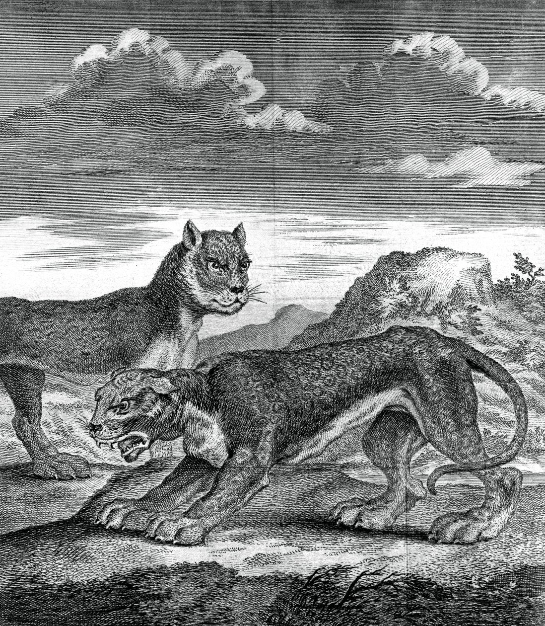 Østindisk leopard, 1750 af Unbekannt