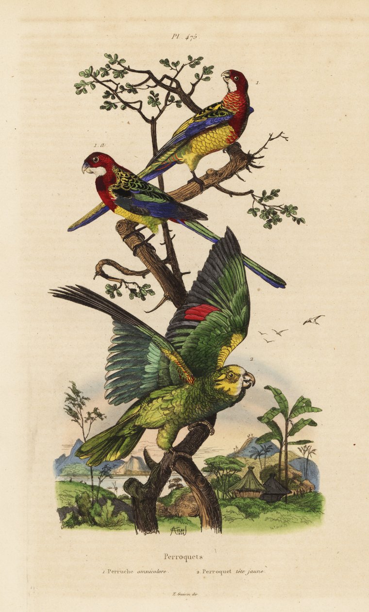 Eastern rosella, Platycercus-eksamener og gulkronet amazon, Amazona ochrocephala af Unbekannt