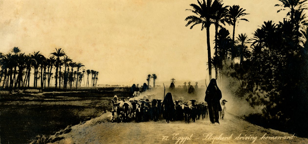 Egypten - Hyrde kører hjemad, c1918-c1939. af Unbekannt