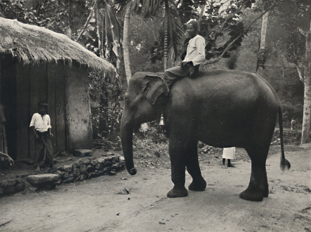 Elefant på en sti nær Kandy, 1926 af Unbekannt