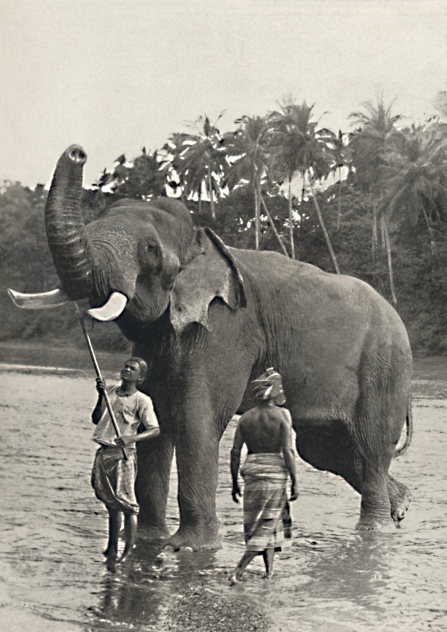 Elefant in der Mahavaliganga, 1926 af Unbekannt