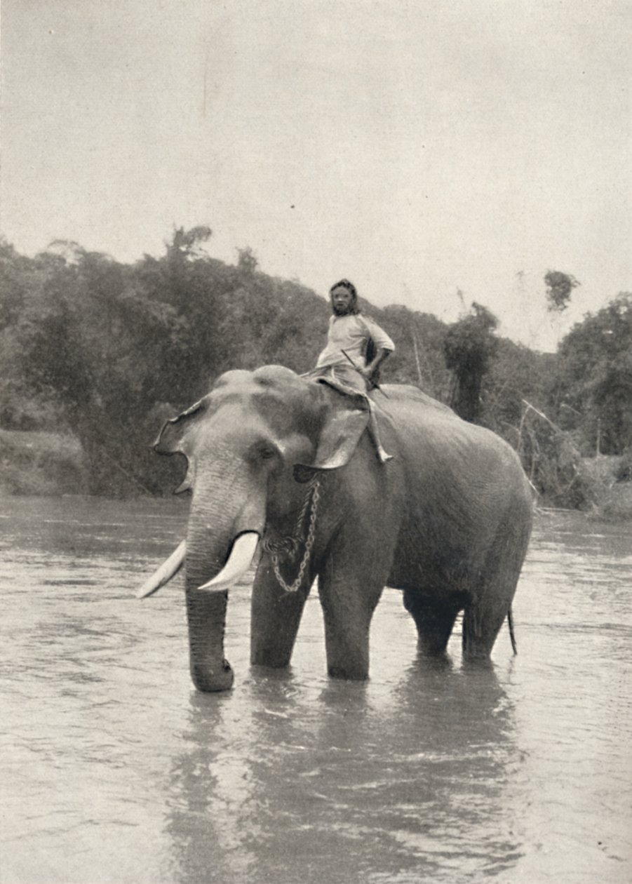 Elefant med Kornak In der Mahavaliganga, 1926 af Unbekannt