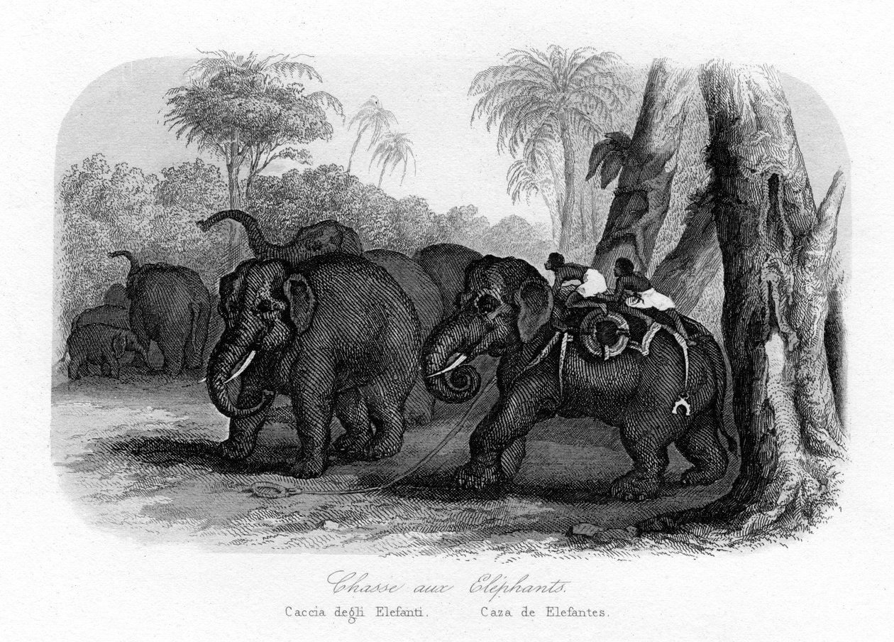 Elefantjagt, Indien, c1840 af Unbekannt