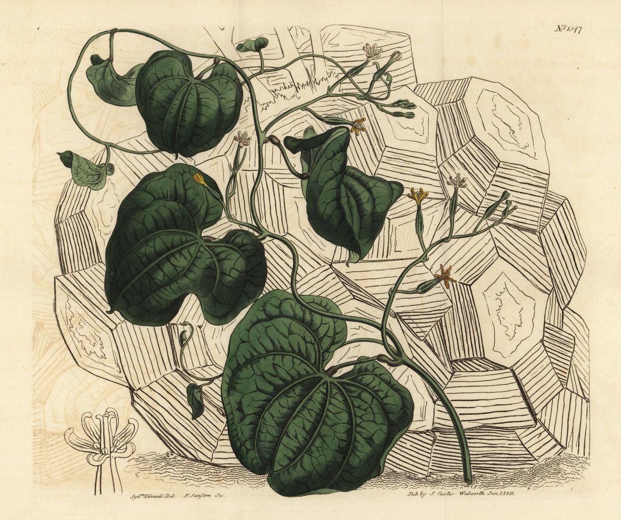 Elefantfod, Dioscorea elephantipes (hun cape bryony, Tamus elephantipes faemina) af Unbekannt