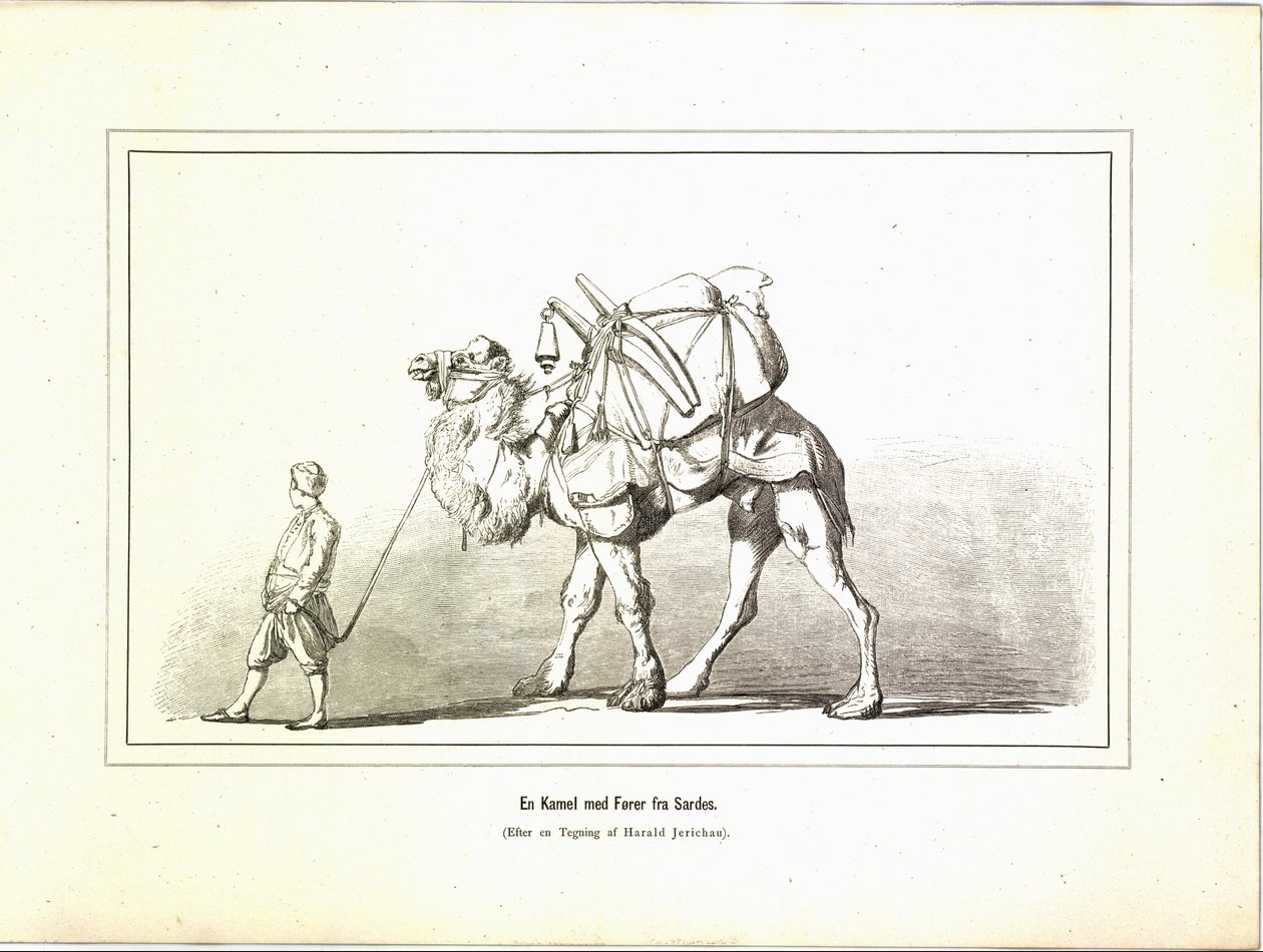 En kamel med en leder fra Sardis. Illustration taget fra bogen Variegated travel pictures af Jerichau-Baumann, Elisabeth og udgivet på Forlagsbureauet (København, 1881) af Unbekannt