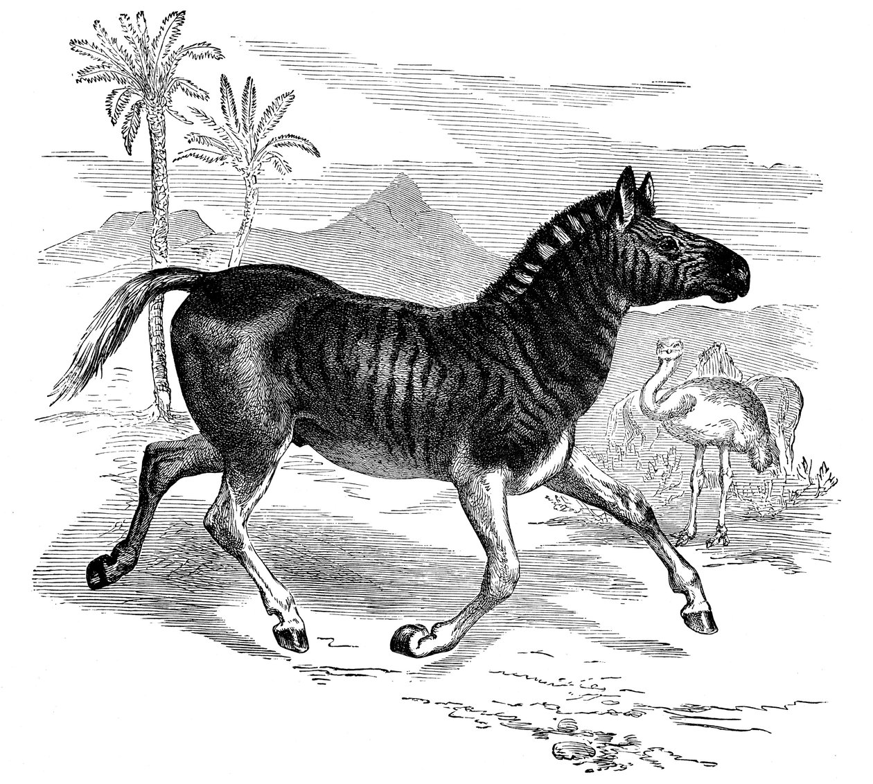 Indgravering af en Quagga, 1884 af Unbekannt