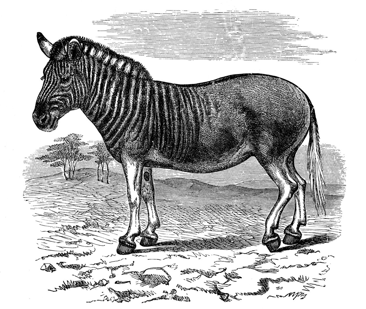 Indgravering af en Quagga, 1893 af Unbekannt