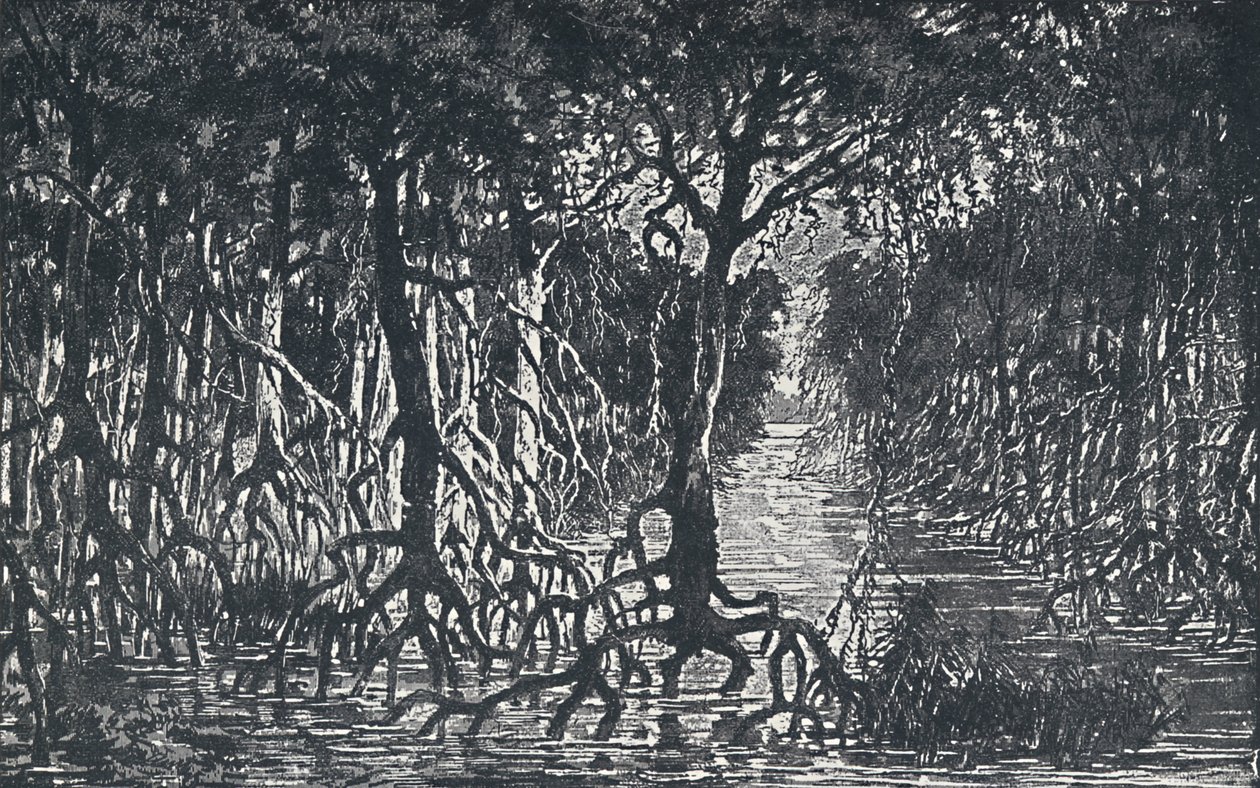 Ækvatorial afrikansk skov, 1924 af Unbekannt
