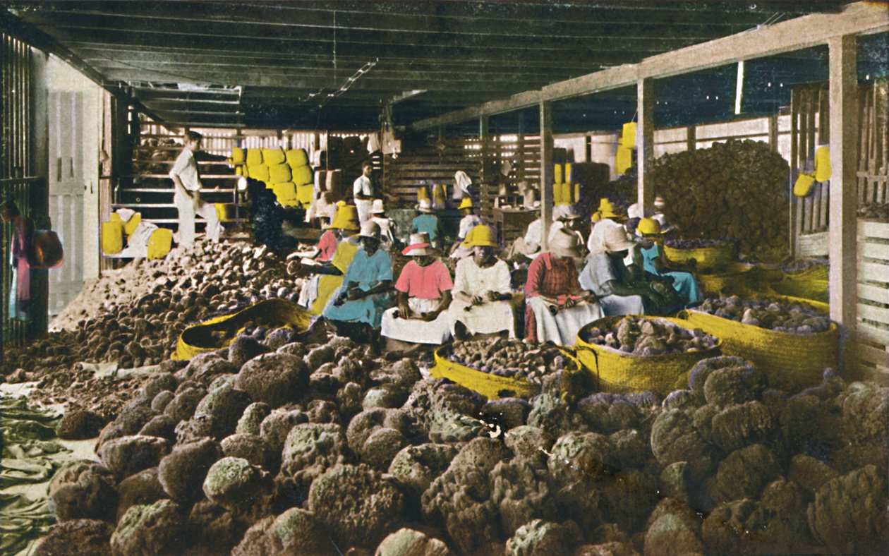Esfakis - Svampepakkehus - Nassau, Bahamas, c1930