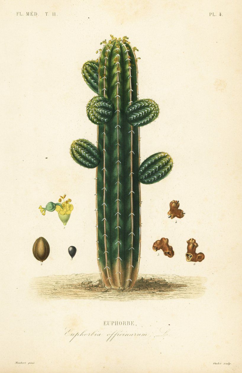 Euphorbia officinarum, Euphorbe af Unbekannt