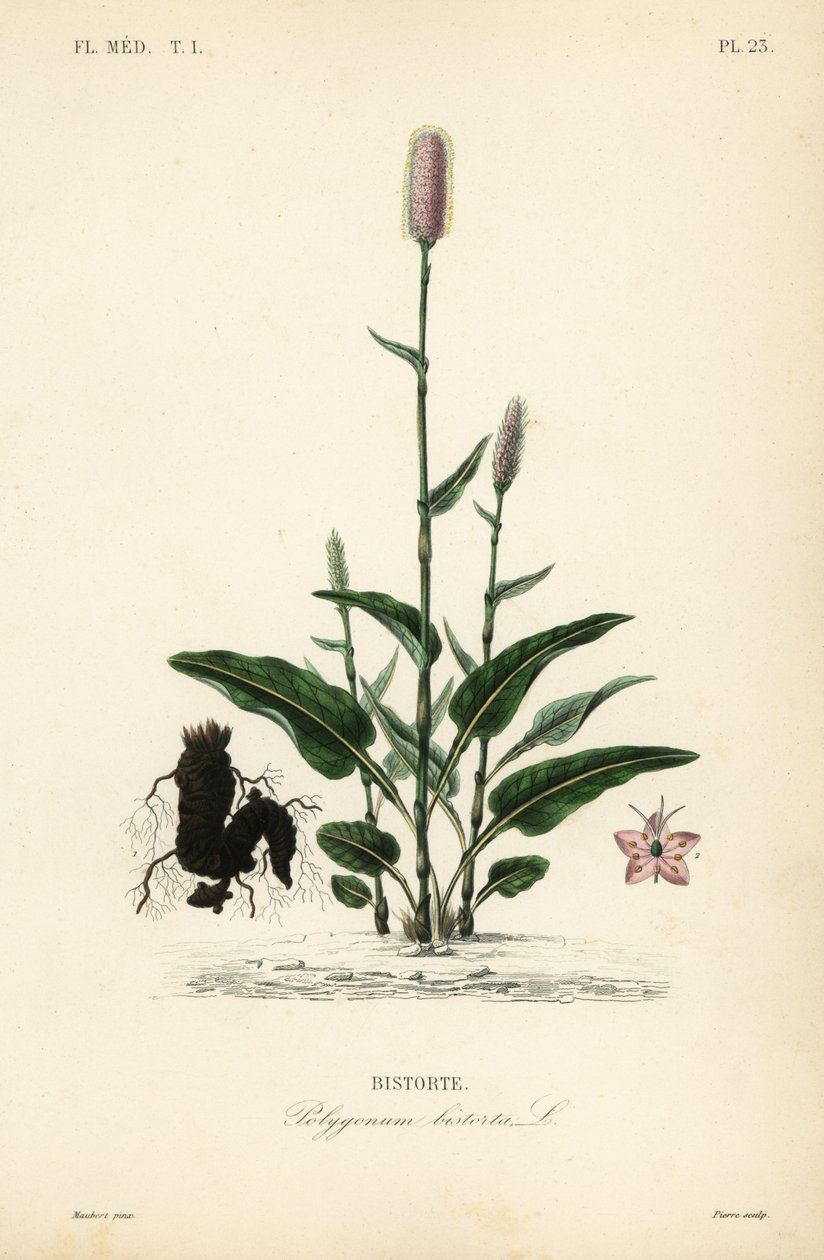 Europæisk bistort eller slangerod, Persicaria bistorta, Polygonum bistorta, Bistorte af Unbekannt