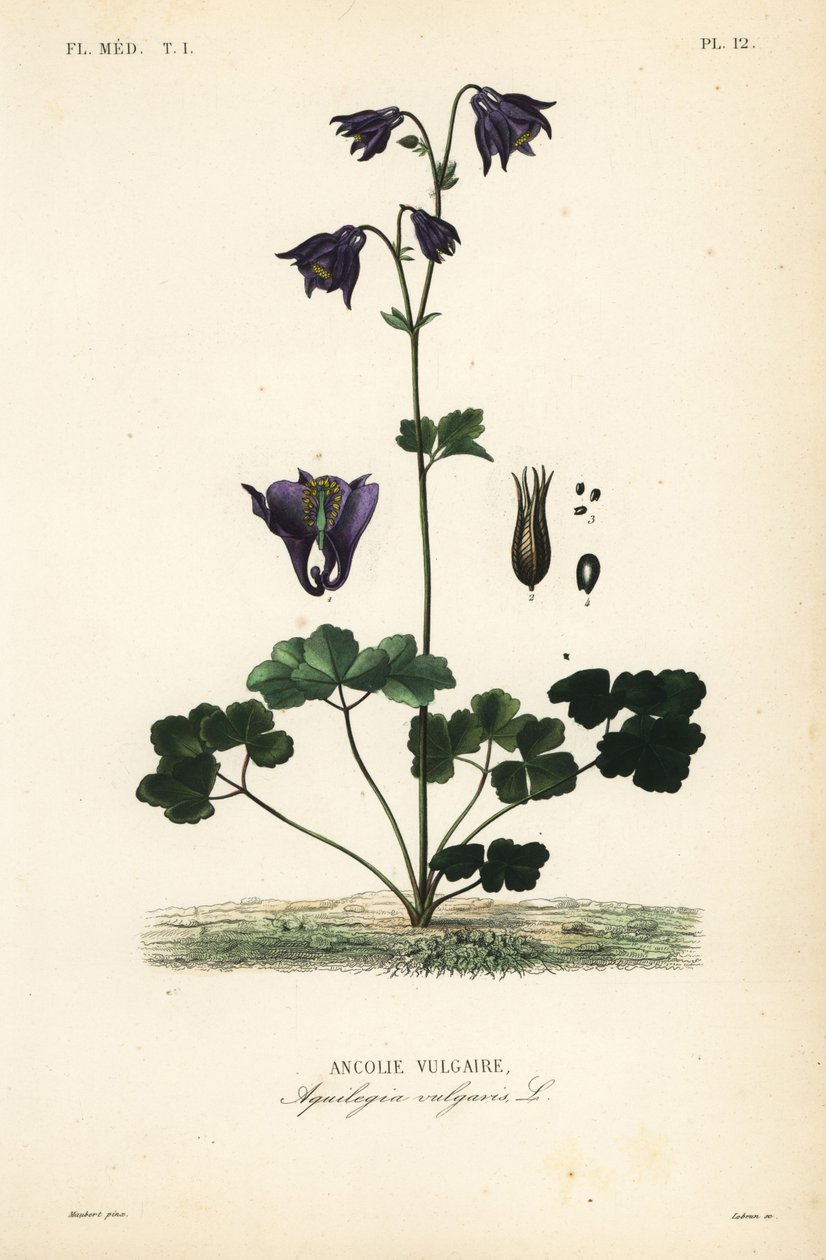 Europæisk akeleje, Aquilegia vulgaris, Ancolie vulgaire af Unbekannt