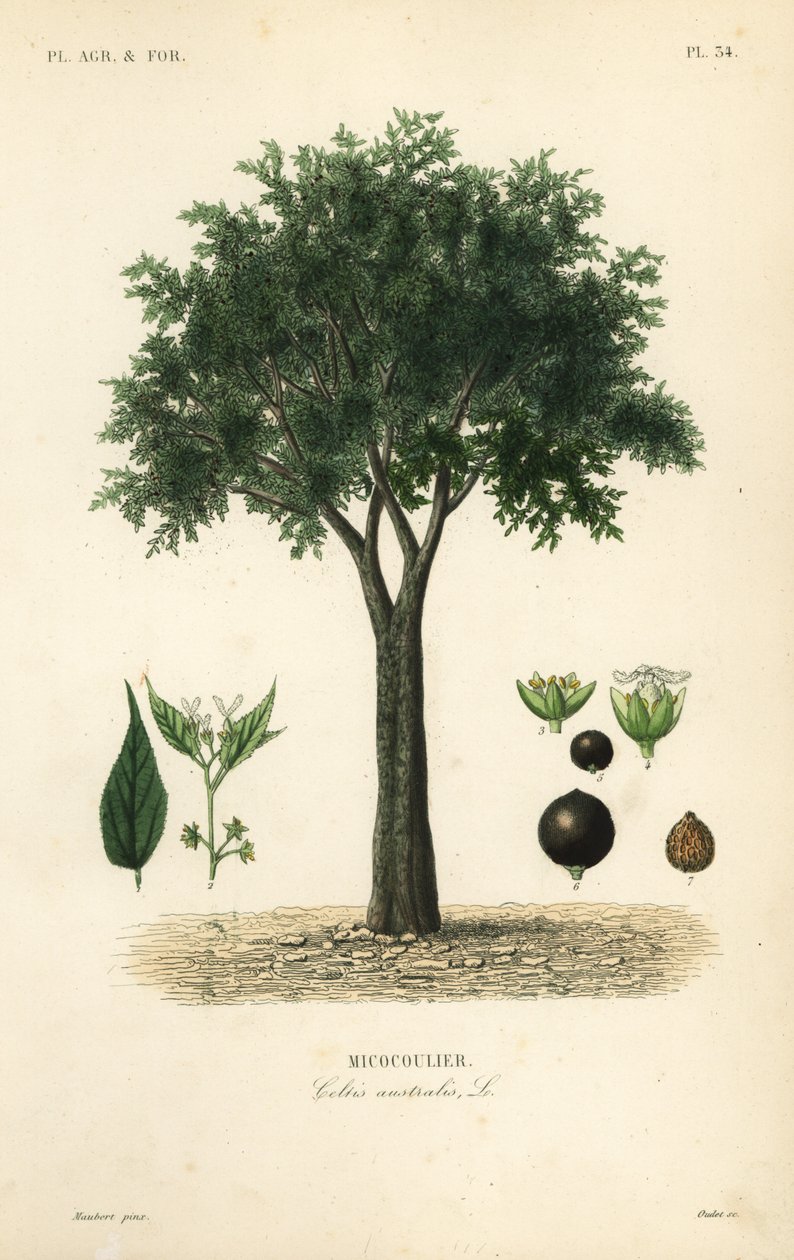 Europæisk nældetræ, middelhavshackberry, lotetræ eller honningbær, Celtis australis, micocoulier af Unbekannt