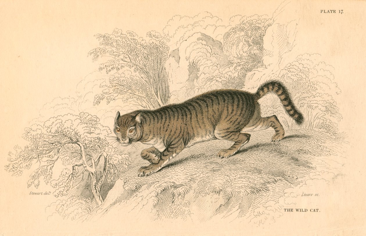 Europæisk vildkat Felis silvestris, 1828 af Unbekannt
