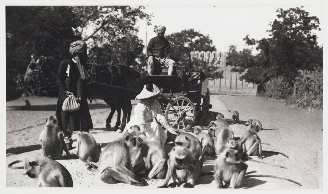 Europæisk kvinde fodrer en troppe aber, Indien, ca 1910 af Unbekannt