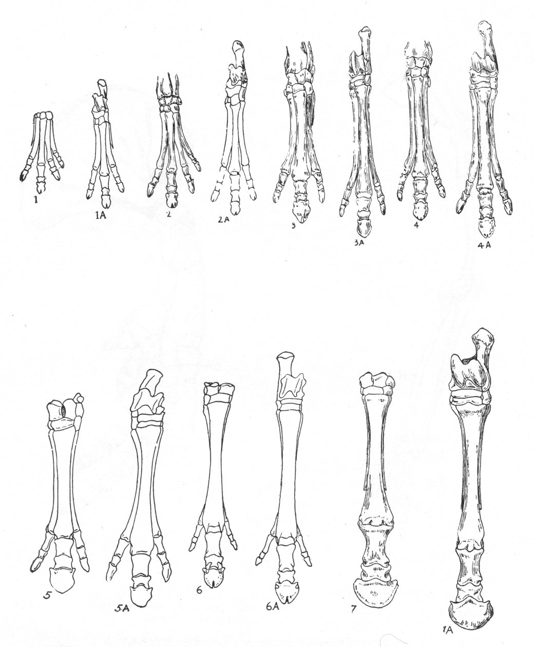 Evolution af hesten, c1920 af Unbekannt