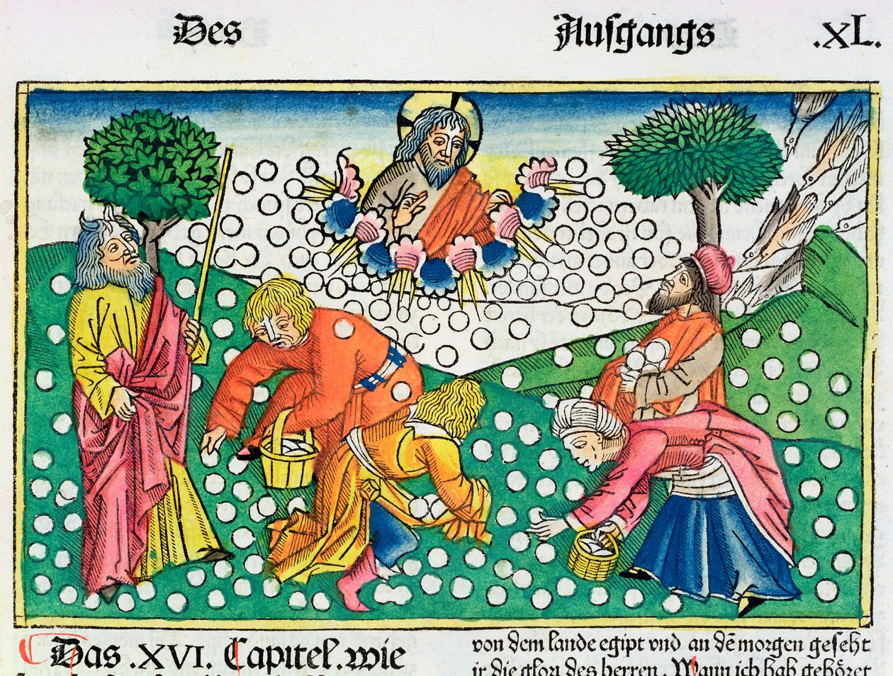 2 Mosebog 16:13-22: Gud sørger for vagtler og Manna til israelitterne af Unbekannt
