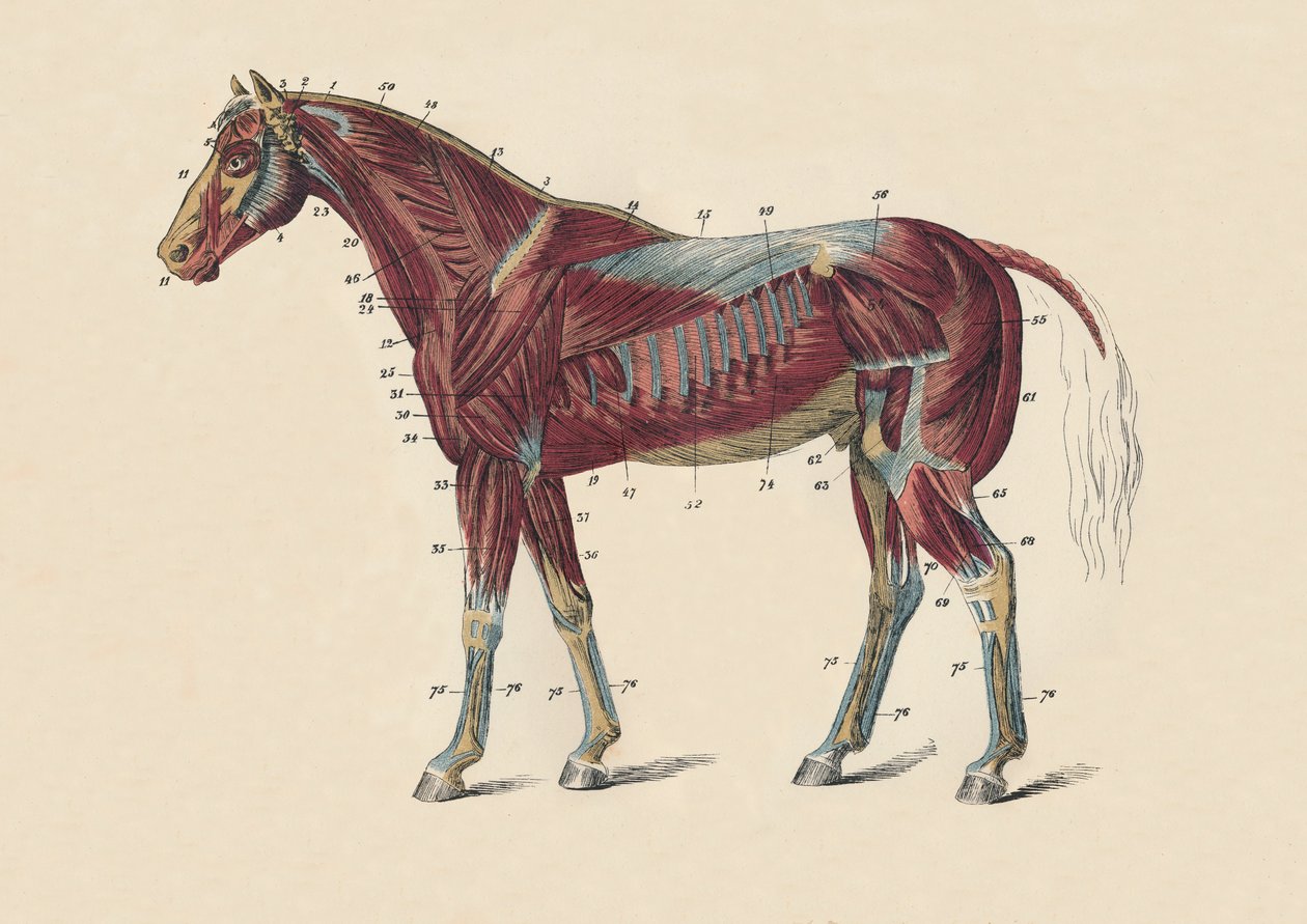 Hestens krops ydre muskler og sener, c1879. af Unbekannt