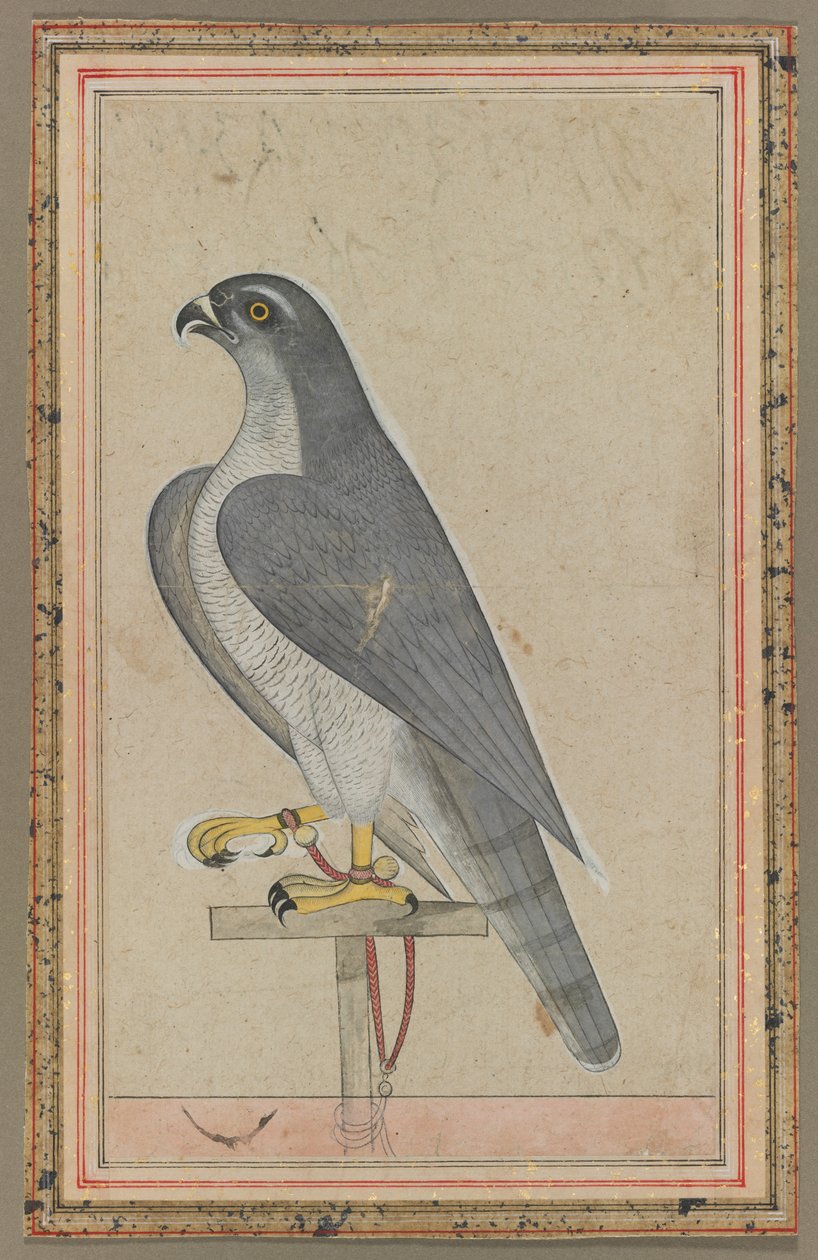 Falcon, ca. 1770. af Unbekannt