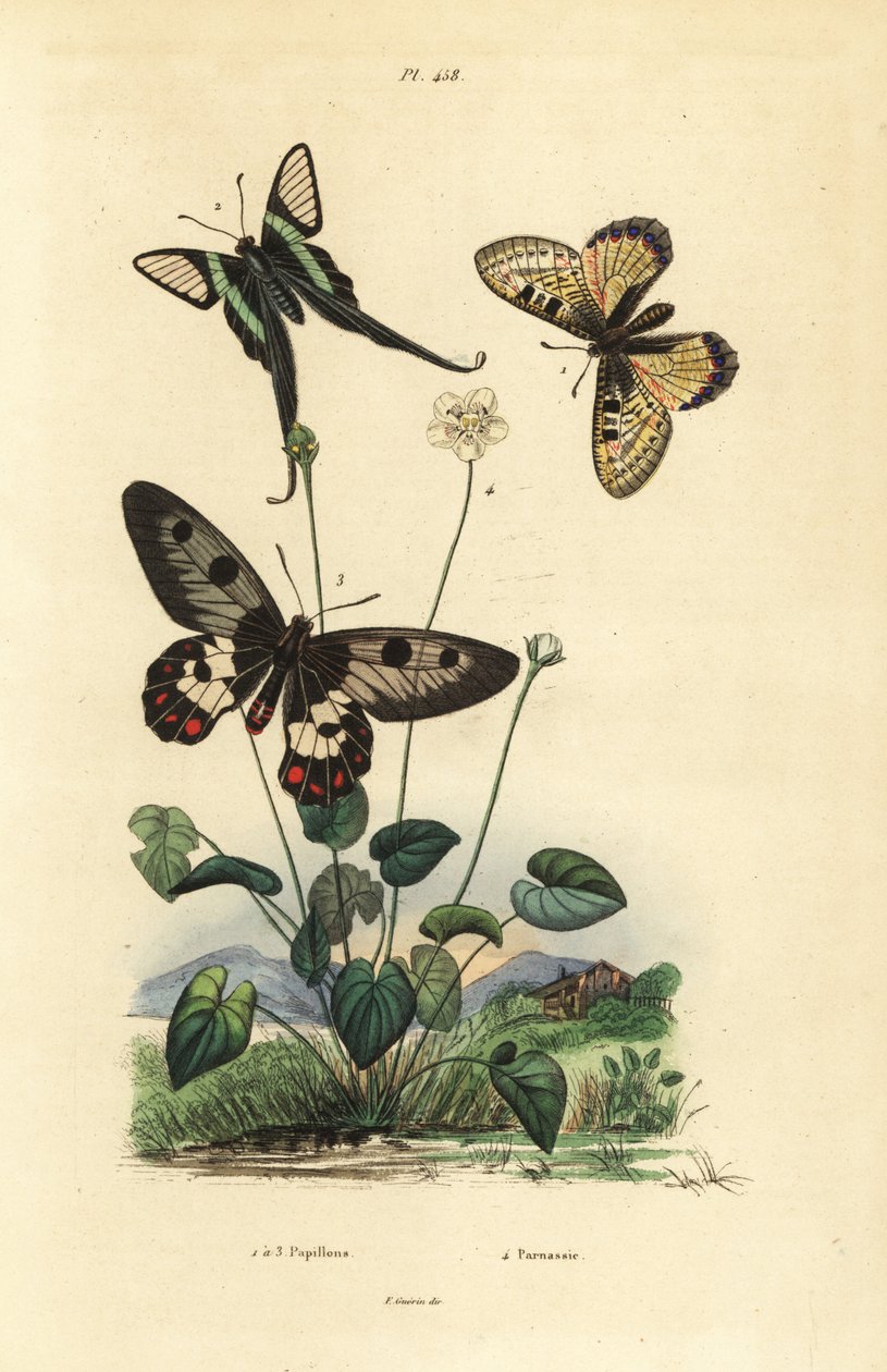 Falsk apollo, Archon apollinus 1, hvid dragehale, Lamproptera curius 2 og klarvinget svalehale, Cressida cressida 3, græs af parnassus, Parnassia palustris 4 af Unbekannt