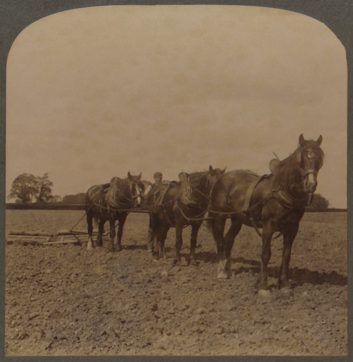 Farming in England - Harrowing the Land, 1909. af Unbekannt