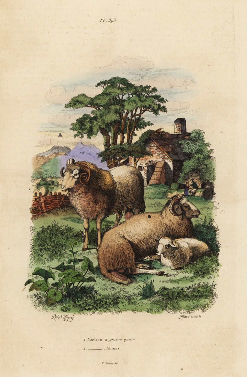 Fedthalefår, Ovis aries 1, og Merino-får, Ovis aries 2 af Unbekannt