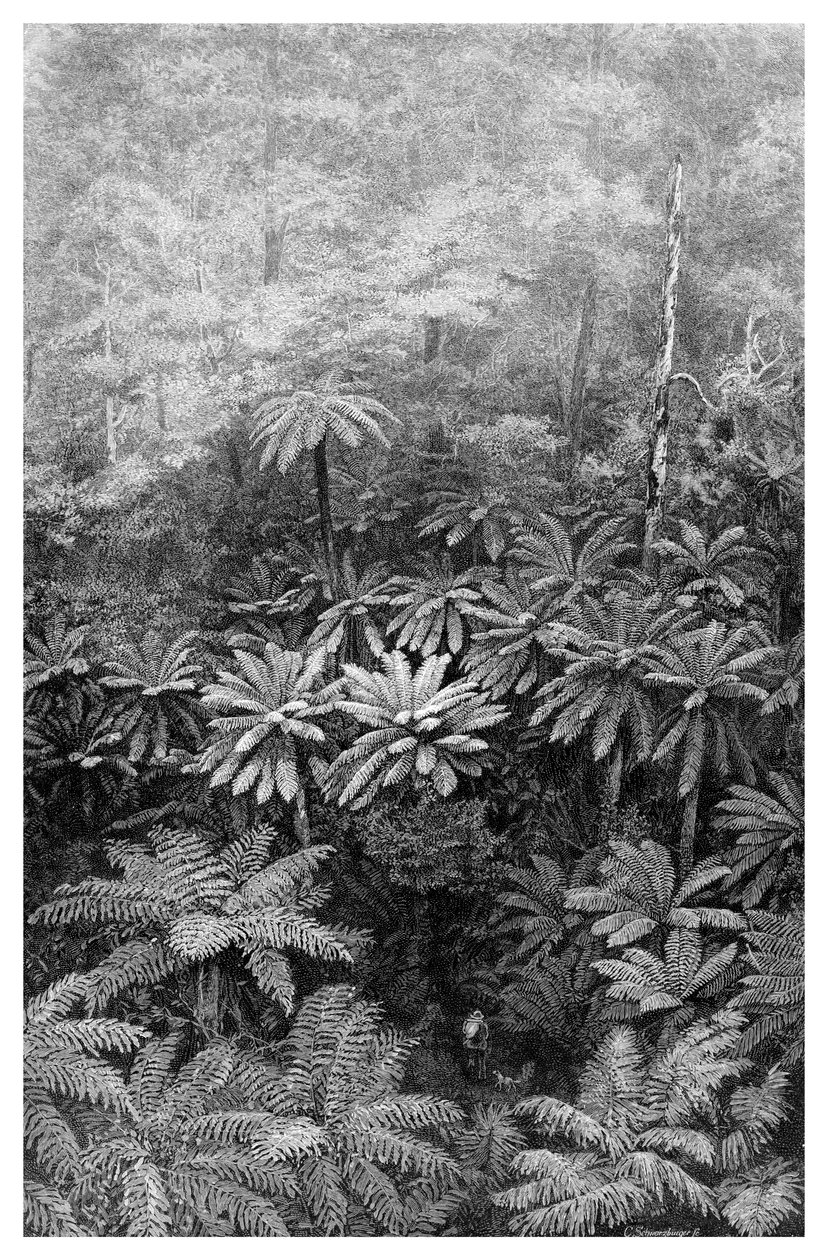 Fern Tree Gully, Australien, 1886 af Unbekannt